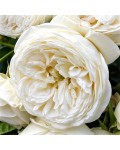 Shrub Rose Artemis